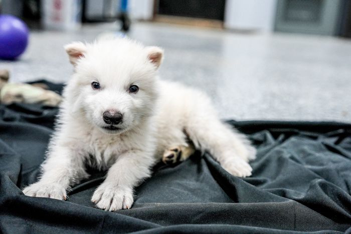 The Fearless Female Dire Wolf Breaking New Ground in De-Extinction Science